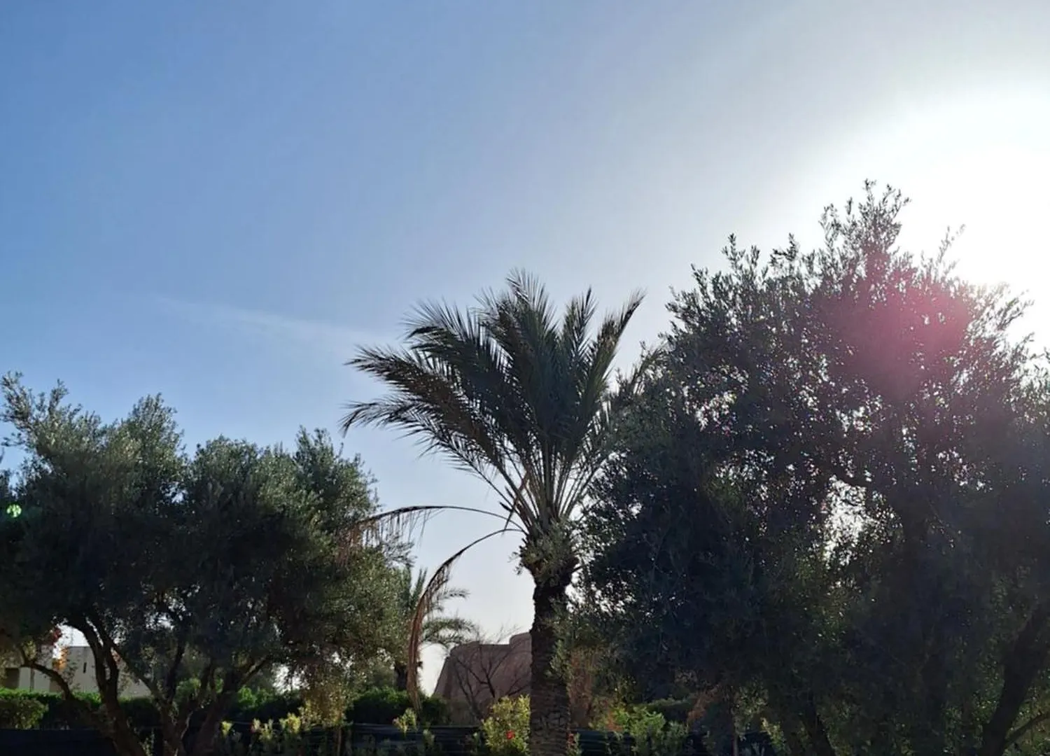 Villa Des Oliviers Marrakesh